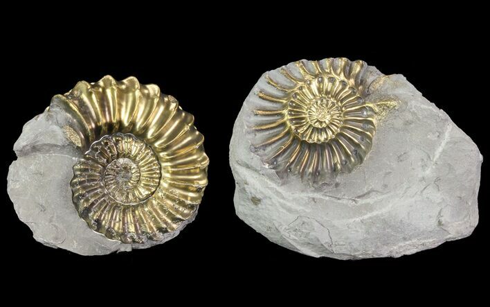 Pyritized Pleuroceras Ammonite Pos/Neg - Germany #70157